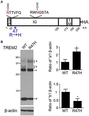 The Alzheimer's Disease-Associated R47H Variant of TREM2 Has an Altered Glycosylation Pattern and Protein Stability